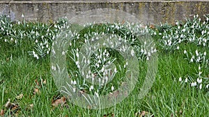 Field of White Snowdrop Flowers