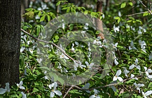 Field of White Trillium in a Wood Surronding YMX Airport