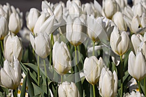 Field of white Tulip / Tulipa flowers in the spring