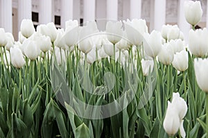 Field of white tulips