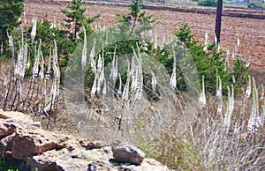 Field of white wild flower species of purple wild fennel or glasswort ramosissima salicornia in balearic island