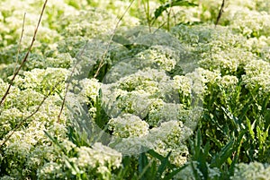 Field of White Wildflowers