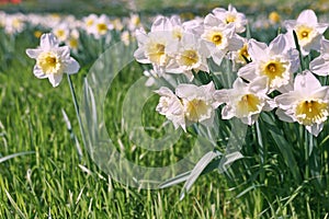 field of white and yellow daffodils in spring