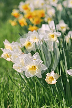 field of white and yellow daffodils in spring