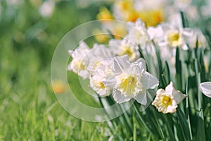 field of white and yellow daffodils in spring