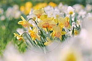 field of white and yellow daffodils in spring