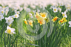 field of white and yellow daffodils in spring