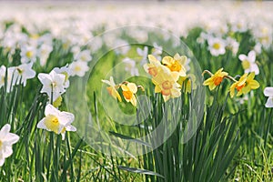 field of white and yellow daffodils in spring