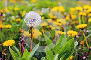 Field with white and yellow dandelions. Spring background_