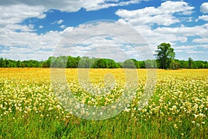 Field with white and yellow flowers