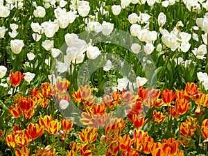 A field of white and yellow tulips blooming in early spring