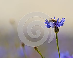 Field of wild blue flowers, chamomile and wild daisies in spring, in remote rural area, intentional blur