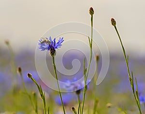 Field of wild blue flowers, chamomile and wild daisies in spring, in remote rural area, intentional blur