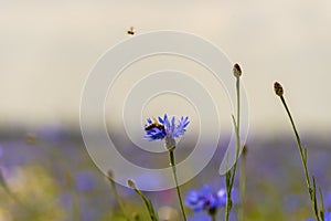 Field of wild blue flowers, chamomile and wild daisies in spring, in remote rural area, intentional blur