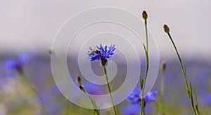 Field of wild blue flowers, chamomile and wild daisies in spring, in remote rural area, intentional blur