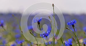 Field of wild blue flowers, chamomile and wild daisies in spring, in remote rural area, intentional blur