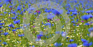 Field of wild blue flowers, chamomile and wild daisies in spring, in remote rural area, intentional blur