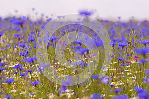 Field of wild blue flowers, chamomile and wild daisies in spring, in remote rural area, intentional blur