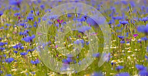 Field of wild blue flowers, chamomile and wild daisies in spring, in remote rural area, intentional blur