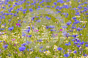 Field of wild blue flowers, chamomile and wild daisies in spring, in remote rural area, intentional blur