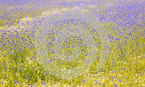 Field of wild blue flowers, chamomile and wild daisies in spring, in remote rural area, intentional blur