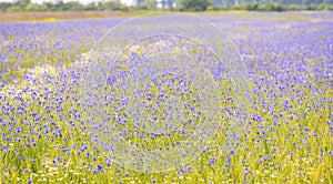 Field of wild blue flowers, chamomile and wild daisies in spring, in remote rural area, intentional blur