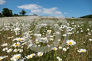 Field of wild chamomile daisies in the Chess River Valley between Chorleywood and Sarratt, Hertfordshire, UK.