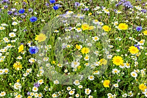 A field of wild colourful country flowers