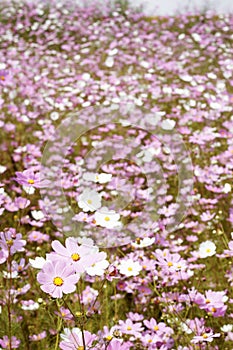 Field of wild cosmos flowers