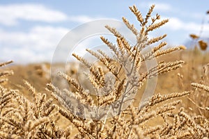 field with wild dried grass, flower and spikelets beige close up on blurred background Wilted nature and trend concept