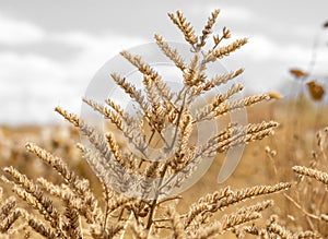 field with wild dried grass, flower and spikelets beige close up on blurred background Wilted nature and trend concept