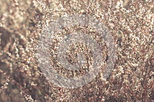 field with wild dried grass, flower and spikelets beige close up on blurred background Wilted nature and trend concept