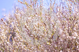 field with wild dried grass, flower and spikelets beige close up on blurred background Wilted nature and trend concept