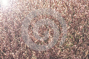 field with wild dried grass, flower and spikelets beige close up on blurred background Wilted nature and trend concept