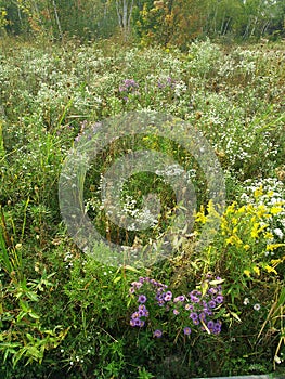 Field of Wild Flowers