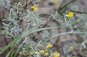 A field of wild flowers half a summer rain. Yellow flowers Myrtales on green stalks. Asymmetry. Raindrops