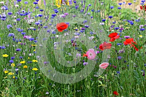 Field of wild flowers with lots of colors in garden in belgium