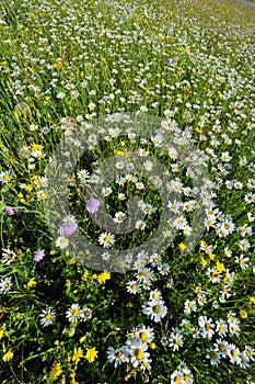 A field of wild flowers in spring