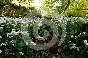 Field of wild garlic flowers - Allium ursinum