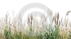 A field of wild grasses with its various shapes and textures, isolated on white background