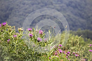 Field with wild-growing Silybum marianum Milk Thistle , Medicinal plants.