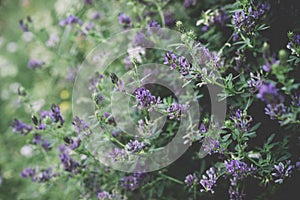 Field of wild lavender