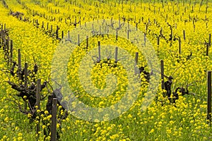 Field of wild mustard in bloom at a vineyard in the spring, Sonoma Valley, California
