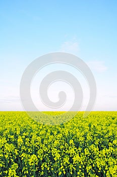 Field of Wild Mustard Flowers