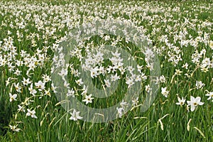 Field of wild narcissuses. photo