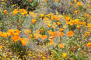 Field of Wild Orange Poppies