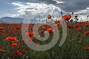 Field of wild poppy flowers on sunset on contre joure. photo