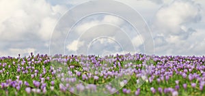 Field of wild purple crocuses with clouds in background
