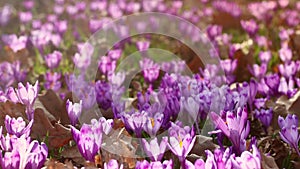 Field of wild purple crocuses with oaks trees valley at sunset. Beauty of wildgrowing spring flowers crocus