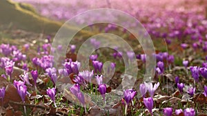 Field of wild purple crocuses with oaks trees valley at sunset. Beauty of wildgrowing spring flowers crocus